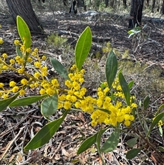 Acacia penninervis var. penninervis (Hickory Wattle) at Berlang, NSW - 11 Aug 2025 by Safarigirl