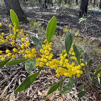 Acacia penninervis var. penninervis (Hickory Wattle) at Berlang, NSW - 11 Aug 2025 by Safarigirl