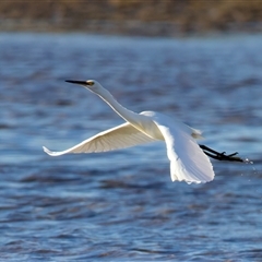 Egretta garzetta (Little Egret) at Moruya Heads, NSW - 28 Jul 2025 by jb2602