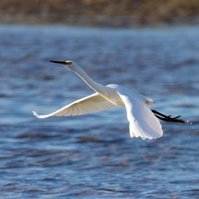 Egretta garzetta (Little Egret) at Moruya Heads, NSW - 28 Jul 2025 by jb2602