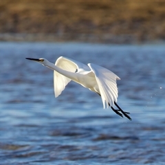 Egretta garzetta at Moruya Heads, NSW - 28 Jul 2025 04:08 PM