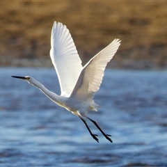 Egretta garzetta at Moruya Heads, NSW - 28 Jul 2025 04:08 PM