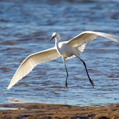 Egretta garzetta at Moruya Heads, NSW - 28 Jul 2025 04:08 PM