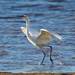 Egretta garzetta at Moruya Heads, NSW - 28 Jul 2025 04:08 PM