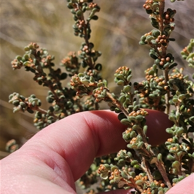 Phebalium squamulosum subsp. ozothamnoides (Alpine Phebalium, Scaly Phebalium) at Anembo, NSW - 11 Aug 2025 by Csteele4