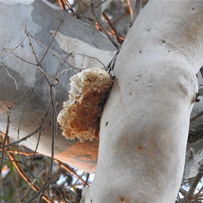 Laetiporus portentosus (White Punk) at Kambah, ACT - 11 Aug 2025 by HelenCross