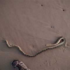 Hydrophis elegans (Elegant Sea Snake) at Port Macquarie, NSW - 11 Aug 2025 by NJ