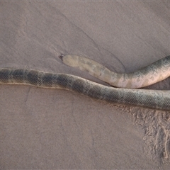 Hydrophis elegans at Port Macquarie, NSW - 11 Aug 2025 05:39 PM