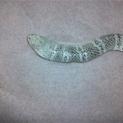 Hydrophis elegans at Port Macquarie, NSW - 11 Aug 2025 05:39 PM