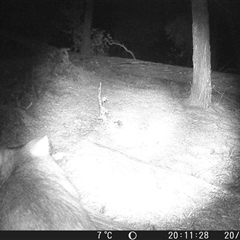 Vombatus ursinus (Bare-nosed Wombat, Common wombat) at Crowther, NSW - 20 Jul 2025 by Frecko