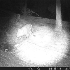 Vombatus ursinus (Bare-nosed Wombat, Common wombat) at Crowther, NSW - 21 Jul 2025 by Frecko