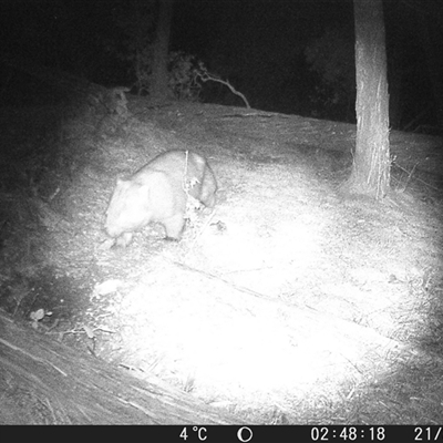 Vombatus ursinus (Bare-nosed Wombat, Common wombat) at Crowther, NSW - 21 Jul 2025 by Frecko