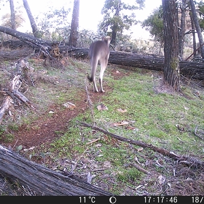 Macropus giganteus (Eastern Grey Kangaroo) at Crowther, NSW - 18 Jul 2025 by Frecko