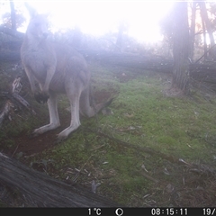Macropus giganteus (Eastern Grey Kangaroo) at Crowther, NSW - 19 Jul 2025 by Frecko