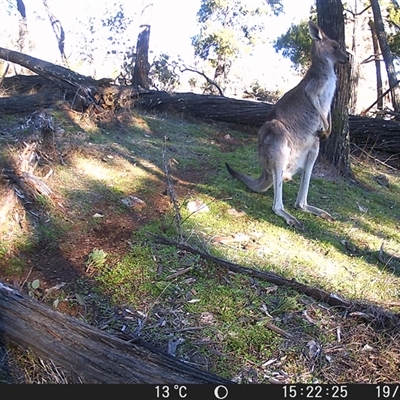 Macropus giganteus (Eastern Grey Kangaroo) at Crowther, NSW - 19 Jul 2025 by Frecko