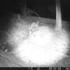 Vulpes vulpes (Red Fox) at Crowther, NSW - 19 Jul 2025 by Frecko