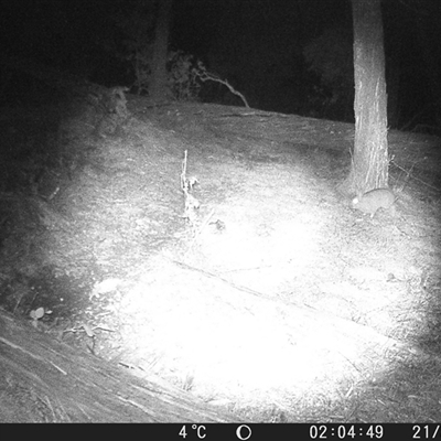 Oryctolagus cuniculus (European Rabbit) at Crowther, NSW - 21 Jul 2025 by Frecko