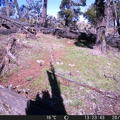 Malurus cyaneus (Superb Fairywren) at Crowther, NSW - 20 Jul 2025 by Frecko