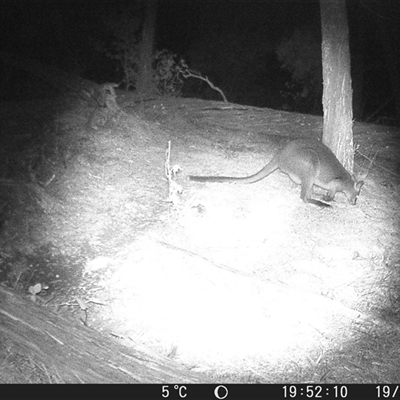 Wallabia bicolor (Swamp Wallaby) at Crowther, NSW - 19 Jul 2025 by Frecko