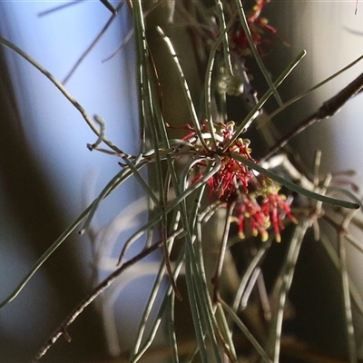 Amyema cambagei (Sheoak Mistletoe) at Gordon, ACT - 11 Aug 2025 by RodDeb
