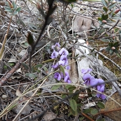 Hovea heterophylla (Common Hovea) at Fadden, ACT - 9 Aug 2025 by DavidDedenczuk