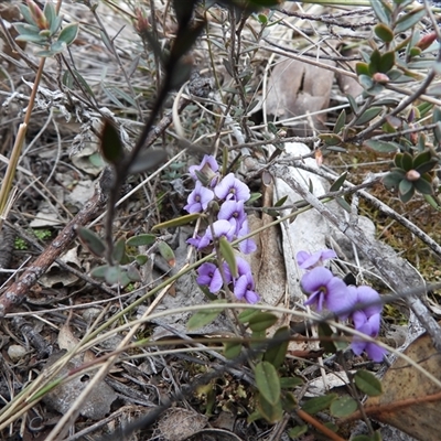 Hovea heterophylla (Common Hovea) at Fadden, ACT - 9 Aug 2025 by DavidDedenczuk