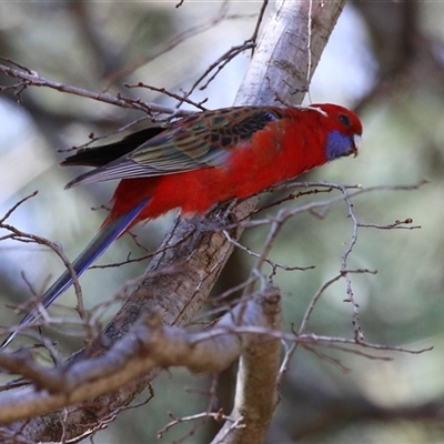 Platycercus elegans (Crimson Rosella) at Gordon, ACT - 11 Aug 2025 by RodDeb