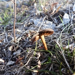 Unverified Cap on a stem; gills below cap [mushrooms or mushroom-like] at Conder, ACT - 9 Aug 2025 by DavidDedenczuk