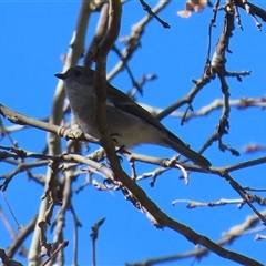 Pachycephala pectoralis (Golden Whistler) at Gordon, ACT - 11 Aug 2025 by RodDeb