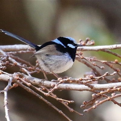 Malurus cyaneus (Superb Fairywren) at Gordon, ACT - 11 Aug 2025 by RodDeb