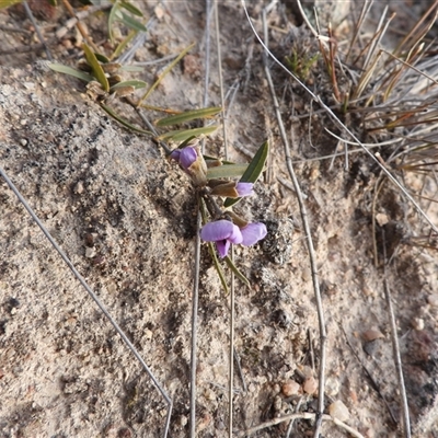 Hovea heterophylla (Common Hovea) at Conder, ACT - 9 Aug 2025 by DavidDedenczuk