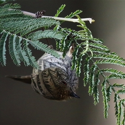 Acanthiza pusilla (Brown Thornbill) at Gordon, ACT - 11 Aug 2025 by RodDeb