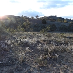 Styphelia attenuata (Small-leaved Beard Heath) at Conder, ACT - 9 Aug 2025 by DavidDedenczuk