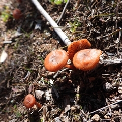 Unverified Cap on a stem; gills below cap [mushrooms or mushroom-like] at Kenny, ACT - 10 Aug 2025 by DavidDedenczuk
