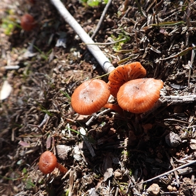 Unverified Cap on a stem; gills below cap [mushrooms or mushroom-like] at Kenny, ACT - 10 Aug 2025 by DavidDedenczuk