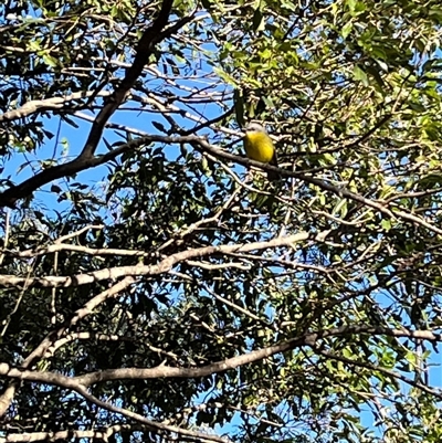 Eopsaltria australis (Eastern Yellow Robin) at Calderwood, NSW - 14 Jul 2025 by bmott