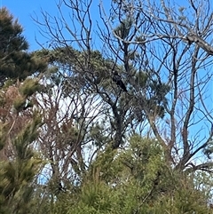 Calyptorhynchus lathami lathami (Glossy Black-Cockatoo) at Worrowing Heights, NSW - 22 Jul 2025 by bmott