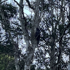 Podargus strigoides (Tawny Frogmouth) at Calderwood, NSW - 14 Jul 2025 by bmott