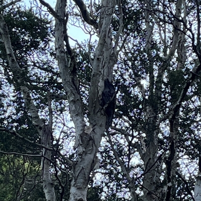 Podargus strigoides (Tawny Frogmouth) at Calderwood, NSW - 14 Jul 2025 by bmott