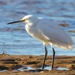 Egretta garzetta (Little Egret) at Moruya Heads, NSW - 28 Jul 2025 by jb2602