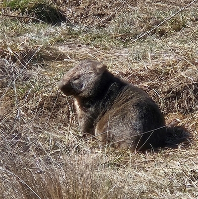 Vombatus ursinus (Bare-nosed Wombat, Common wombat) at Molonglo, ACT - 11 Aug 2025 by Wolfdogg