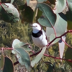 Epthianura albifrons (White-fronted Chat) at Whitlam, ACT - 11 Aug 2025 by Wolfdogg