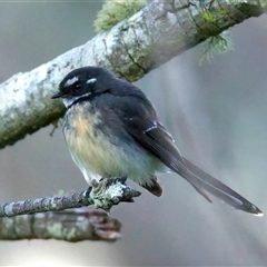 Rhipidura albiscapa (Grey Fantail) at Moruya Heads, NSW - 28 Jul 2025 by jb2602