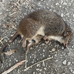 Antechinus swainsonii (Dusky Antechinus) at Hazelbrook, NSW - 22 Jun 2025 by davidcunninghamwildlife