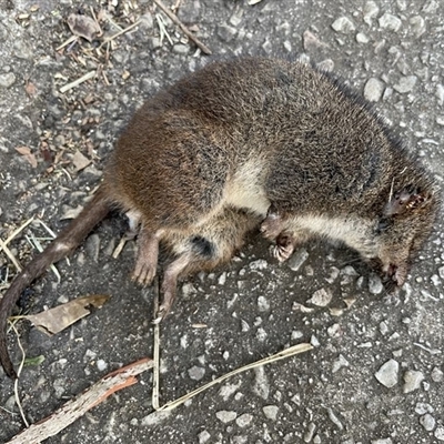 Antechinus swainsonii (Dusky Antechinus) at Hazelbrook, NSW - 22 Jun 2025 by davidcunninghamwildlife