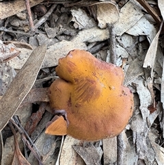 Cortinarius sp. (Cortinarius) at Aranda, ACT - 11 Aug 2025 by LeahColebrook