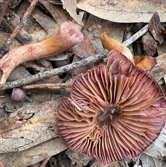 Cortinarius sp. at Aranda, ACT - 11 Aug 2025 02:13 PM