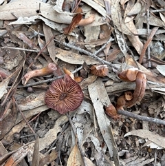 Cortinarius sp. at Aranda, ACT - 11 Aug 2025 02:13 PM