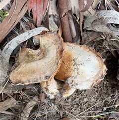 Cortinarius sp. at Aranda, ACT - 11 Aug 2025 02:19 PM