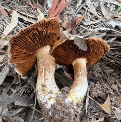 Cortinarius sp. at Aranda, ACT - 11 Aug 2025 02:19 PM